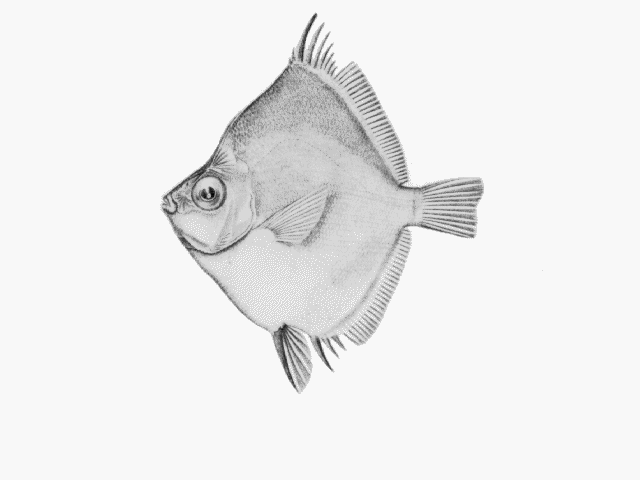 Antigonia rhomboidea