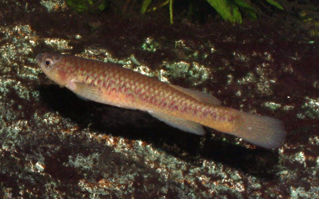 Scriptaphyosemion cauveti