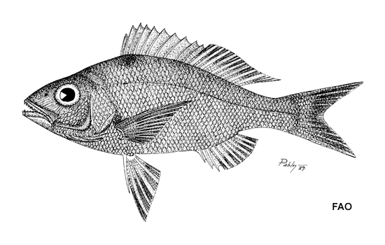 Apsilus dentatus