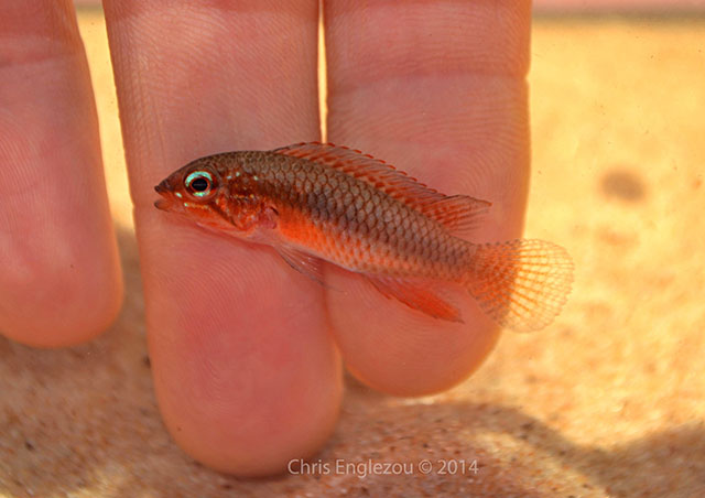 Apistogramma lineata