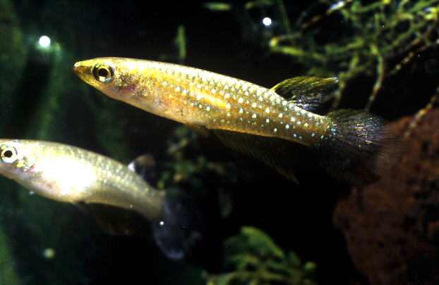 Aplocheilus parvus