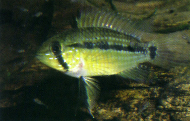 Apistogramma rubrolineata