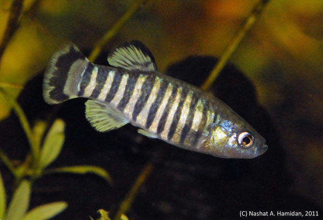 Aphanius sirhani
