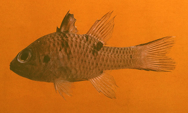 Pristicon trimaculatus