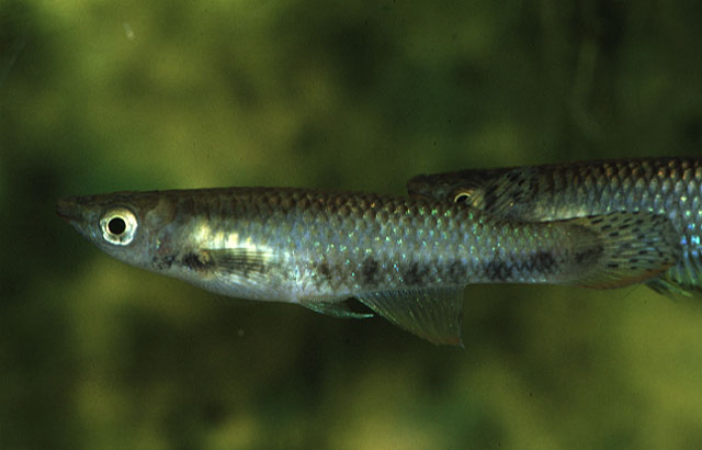 Aplocheilus werneri