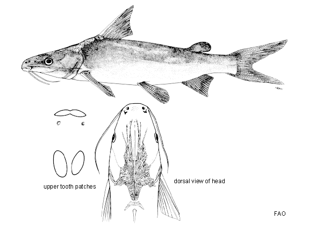 Plicofollis argyropleuron