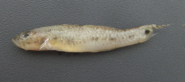 Arbal_u6.jpg