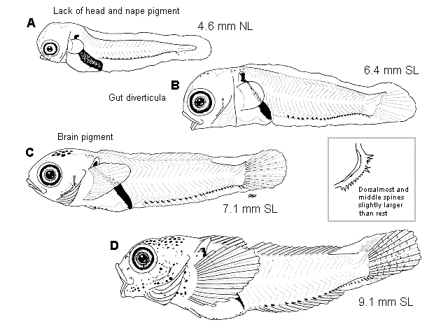 Artedius lateralis