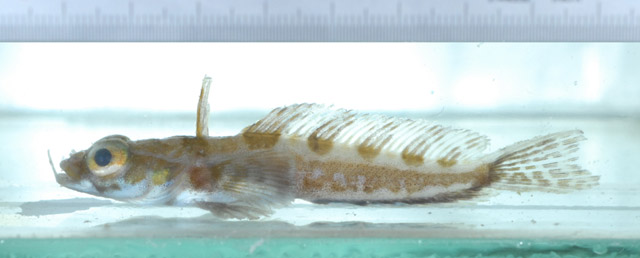 Artedidraco lonnbergi