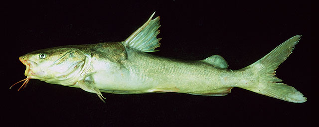 Aspistor quadriscutis