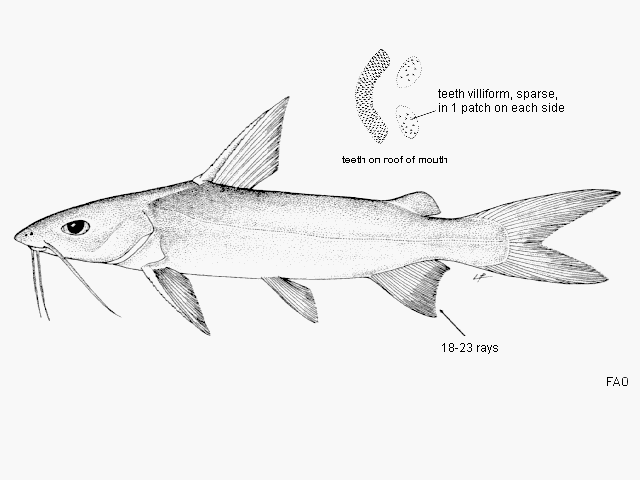 Arius sumatranus