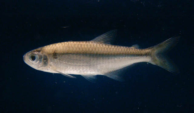 Cyanocharax alburnus