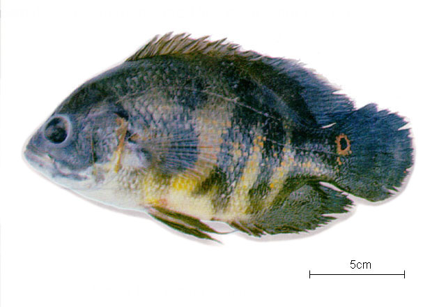 Astronotus crassipinnis