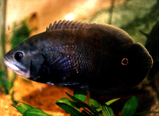 Astronotus crassipinnis