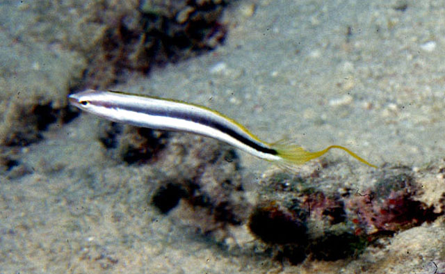 Aspidontus dussumieri