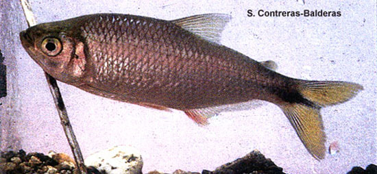 Astyanax mexicanus