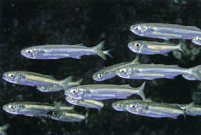 Atherinomorus aetholepis