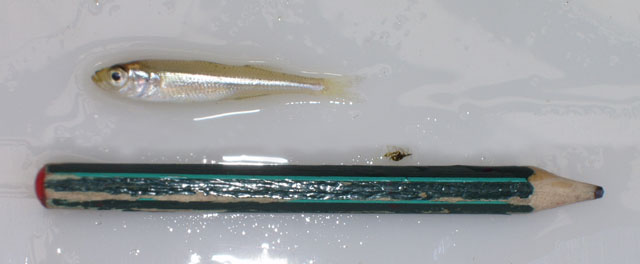 Atherina boyeri