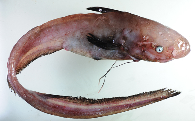 Ateleopus japonicus