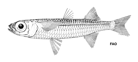 Atherinomorus regina