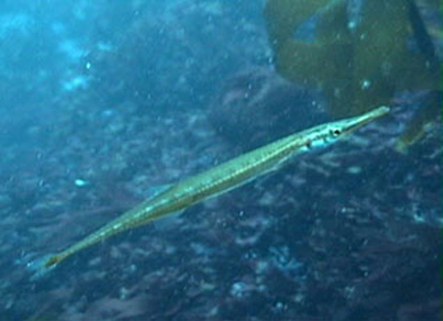 Aulorhynchus flavidus