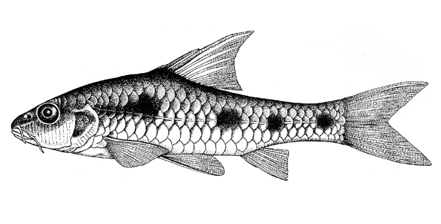 Enteromius carcharhinoides