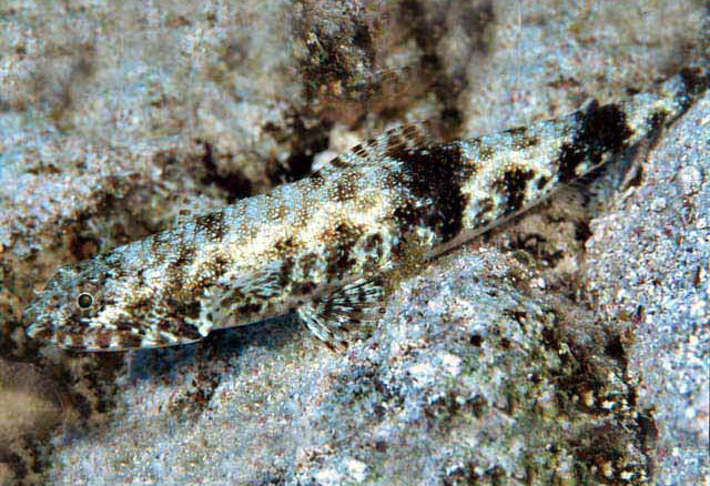 Saurida gracilis