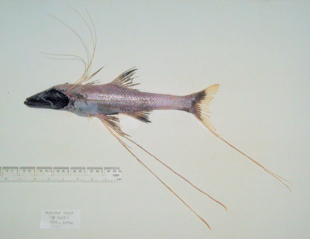 Bathypterois guentheri