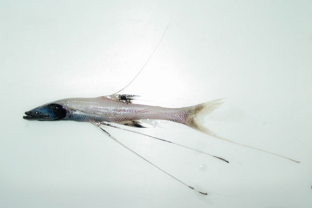 Bathypterois guentheri