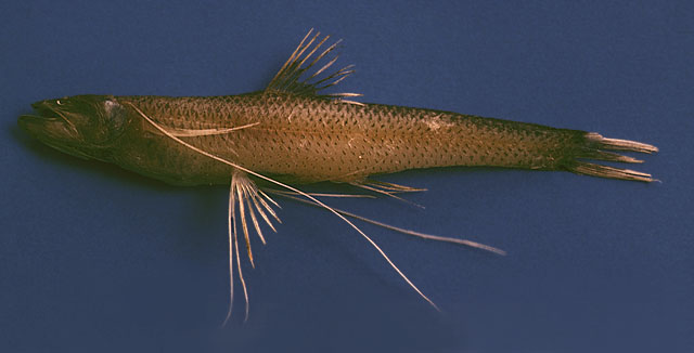 Bathypterois quadrifilis