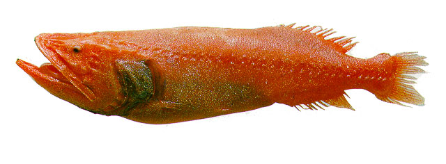 Barbourisia rufa