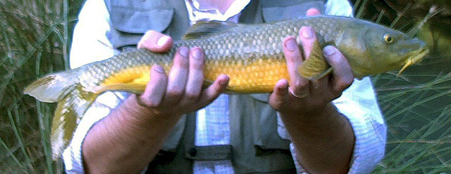 Luciobarbus sclateri