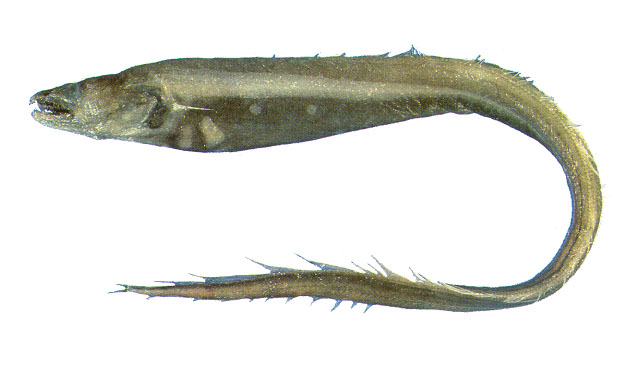 Bathyuroconger vicinus