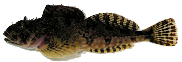 Bero elegans