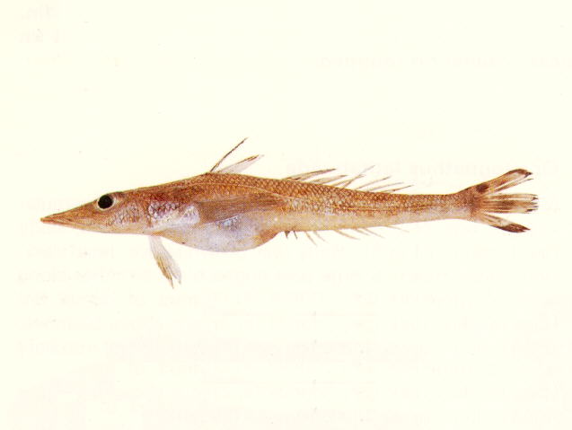 Bembrops filiferus