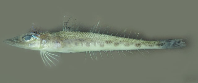 Bembrops heterurus