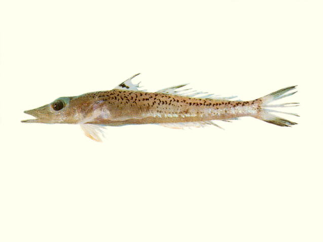 Bembrops platyrhynchus