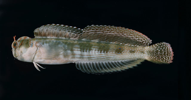 Blenniella bilitonensis