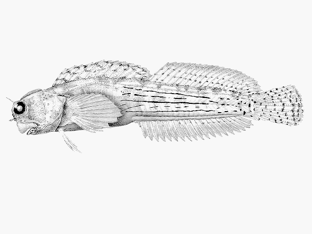 Blenniella caudolineata