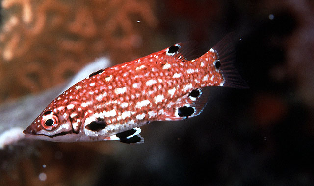Bodianus dictynna
