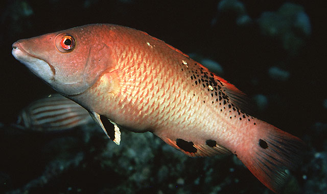 Bodianus dictynna