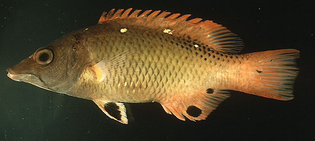 Bodianus dictynna