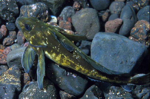Bovichtus diacanthus