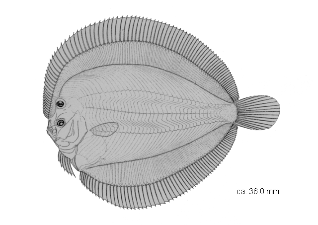 Bothus myriaster