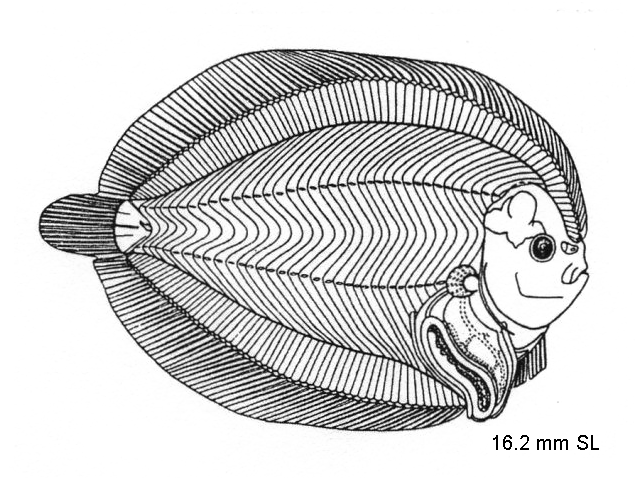 Bothus ocellatus