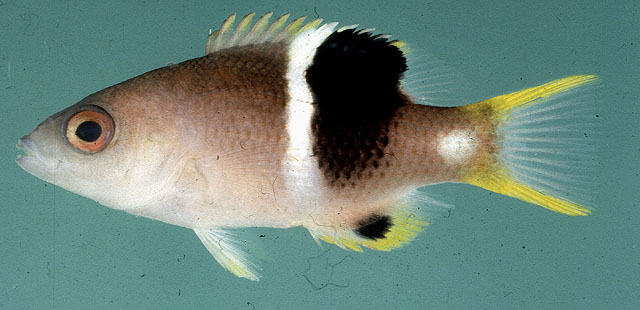 Bodianus perditio