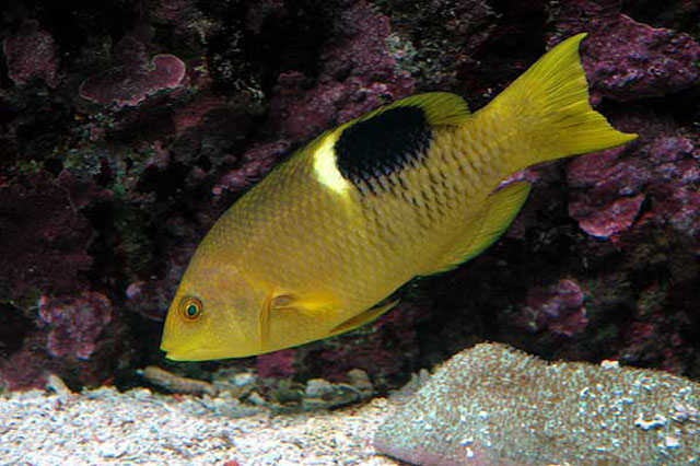 Bodianus perditio