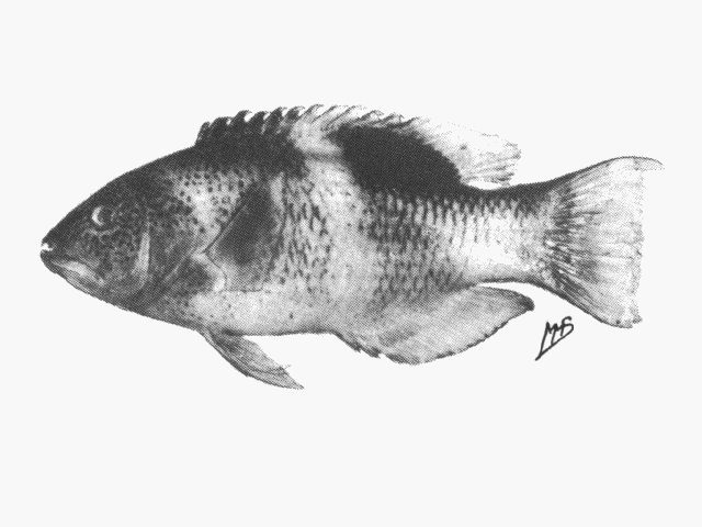 Bodianus perditio