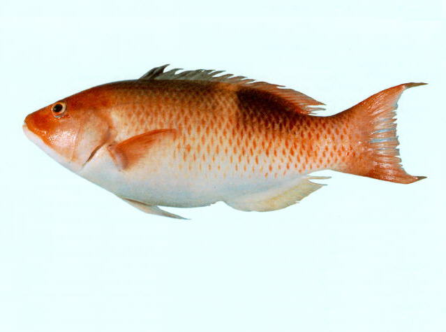 Bodianus perditio