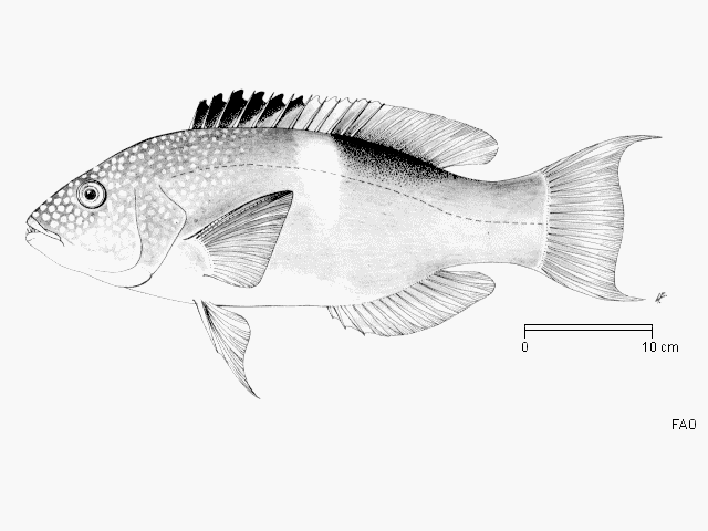 Bodianus perditio